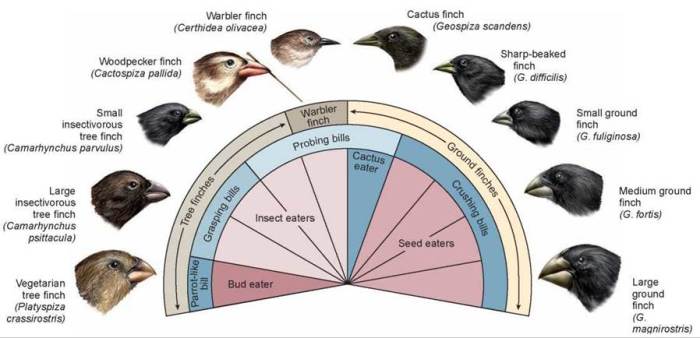 Battle of the beaks lab