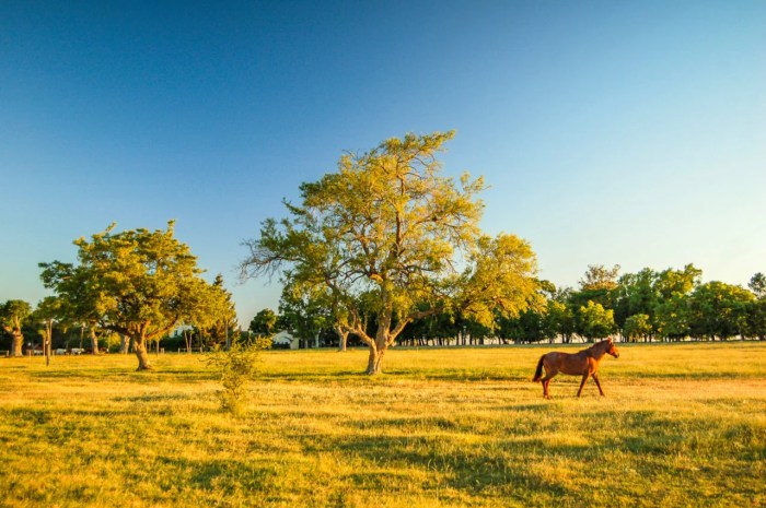 Grassland in south america crossword