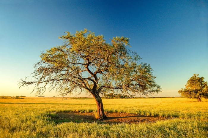 Pampas uruguay tree travel