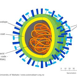 Section 19-2 viruses answer key