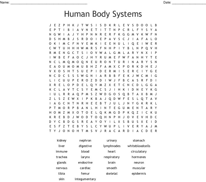 Human body systems crossword puzzle answers