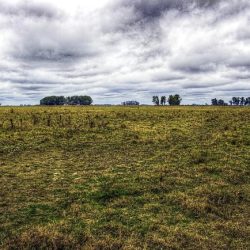 Grassland in south america crossword