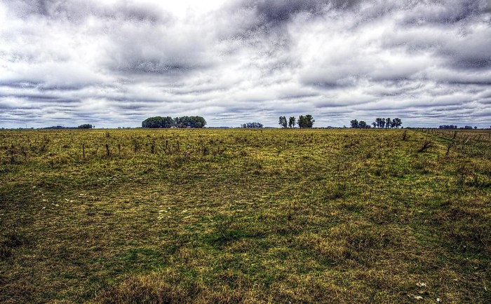 Grassland in south america crossword