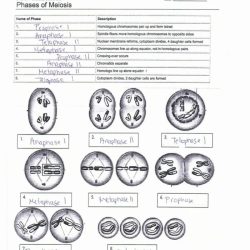 Meiosis review worksheet answer key