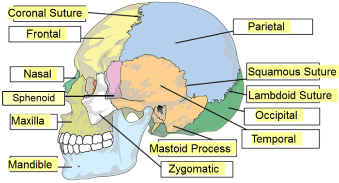 Bones of the skull labeling worksheet