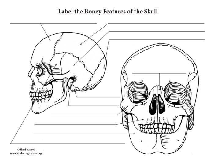 Bones of the skull labeling worksheet