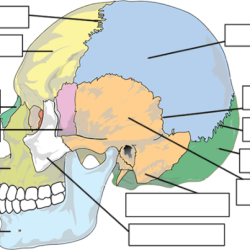 Bones of the skull labeling worksheet