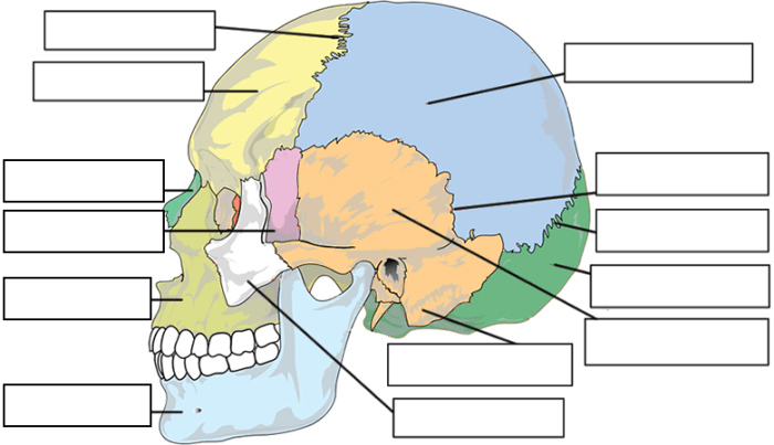 Bones of the skull labeling worksheet