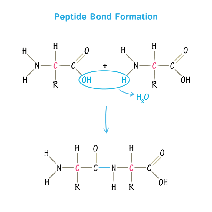 Compare and contrast serine proteases and aspartic proteases.