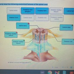 Structure unit nail ppt dorsal powerpoint