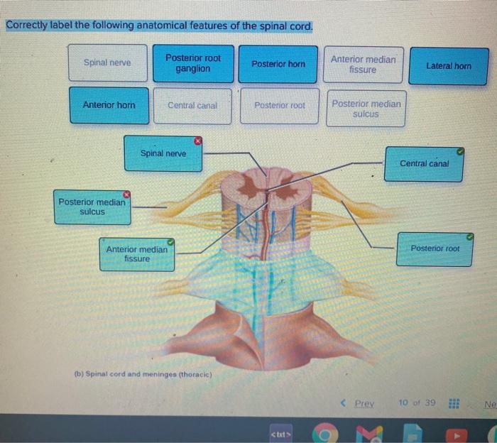 Structure unit nail ppt dorsal powerpoint