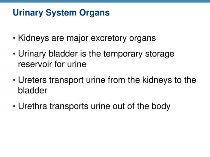 Select the correct statement about the ureters.