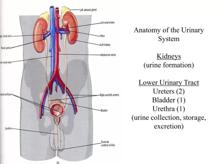 Select the correct statement about the ureters.