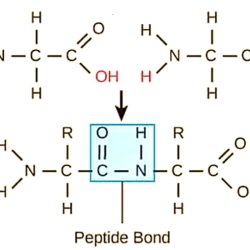 Serine mechanism proteases chromogenic acyl proteolytic diapharma substrate intermediate enzyme formation