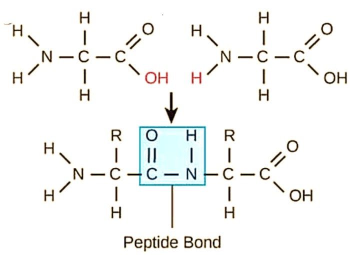 Serine mechanism proteases chromogenic acyl proteolytic diapharma substrate intermediate enzyme formation