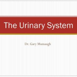 Urinary physiology anatomy urine kidney renal nurseslabs mnemonics filtration kidneys nurses glomerular secretion reabsorption