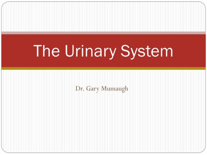 Urinary physiology anatomy urine kidney renal nurseslabs mnemonics filtration kidneys nurses glomerular secretion reabsorption